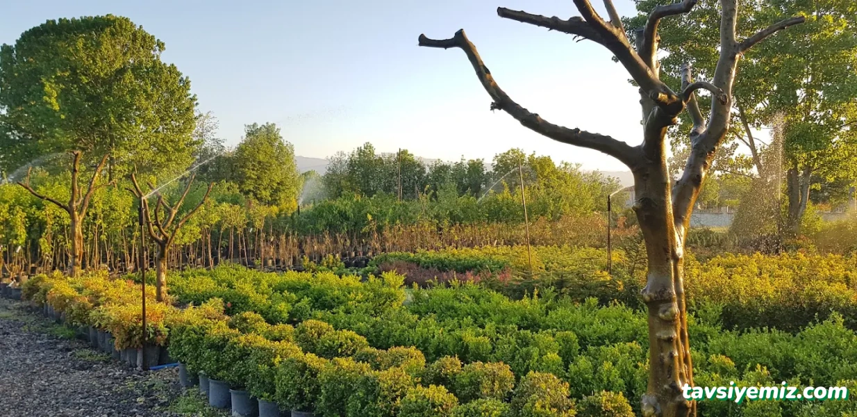 Düzce Koru Peyzaj Fidancılık