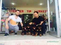 Düzce Veteriner Tıp Merkezi