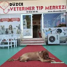 Düzce Veteriner Tıp Merkezi