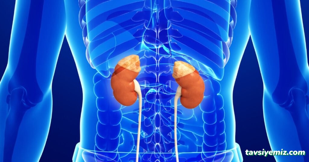 Prof. Dr. Sibel Ertek Yalçın, Endokrinoloji Ve Metabolizma Hastalıkları