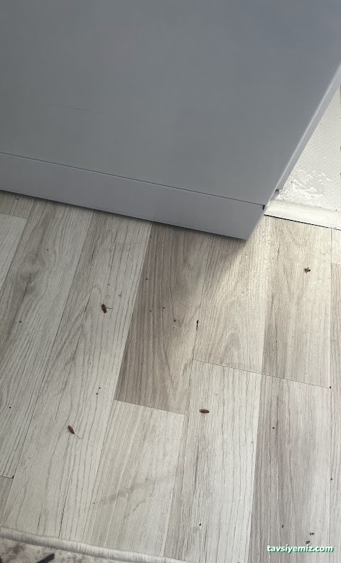 Büyükşehir İlaçlama