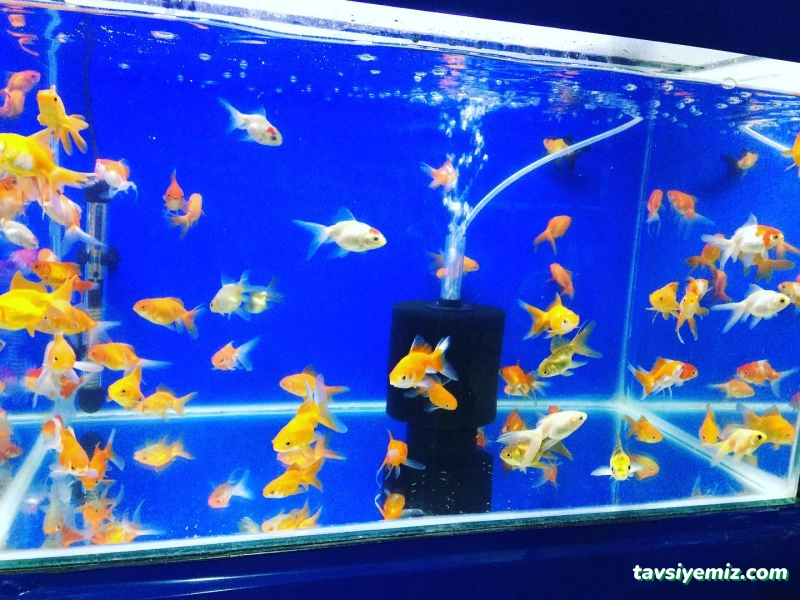 Ekin Pet Shop & Akvaryum