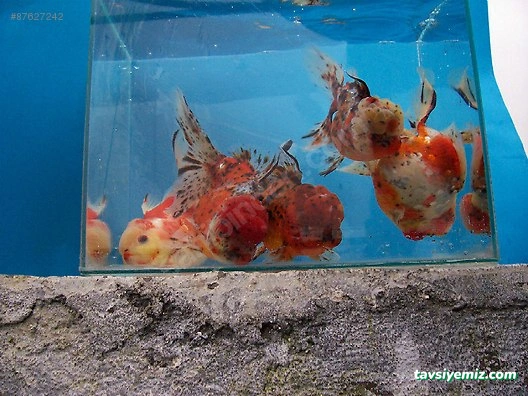 Ekin Pet Shop & Akvaryum