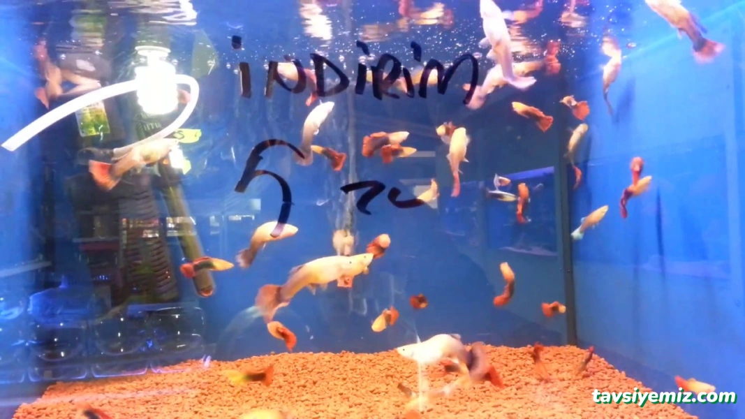 Ekin Pet Shop & Akvaryum