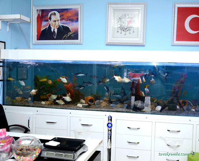Elif Akvaryum Pet Shop