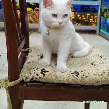 Elit Akvaryum Petshop