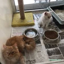 Elit Akvaryum Petshop