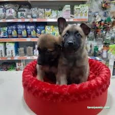 Elit Petshop İstiklal Şubesi