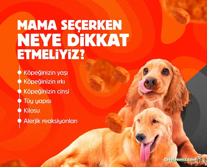 Elit Petshop Kıbrısşehitleri Şubesi