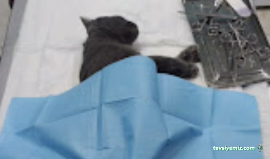 Empati Veteriner Kliniği Siirt