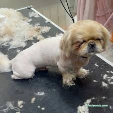 Emre Pet Shop & Pet Kuaför