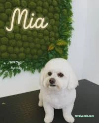 Emre Pet Shop & Pet Kuaför