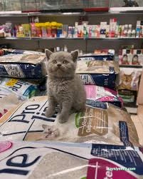 Ent Çiçekçilik Ve Petshop