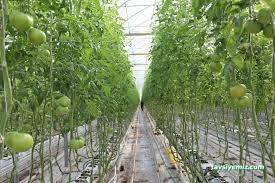 Ercansa - Agora Erzincan Sera