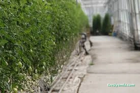 Ercansa - Agora Erzincan Sera