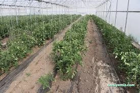 Ercansa - Agora Erzincan Sera