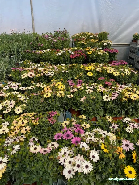 Erkam Peyzaj & Süs Bitkileri