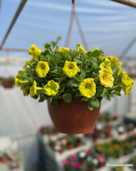 Erkam Peyzaj & Süs Bitkileri