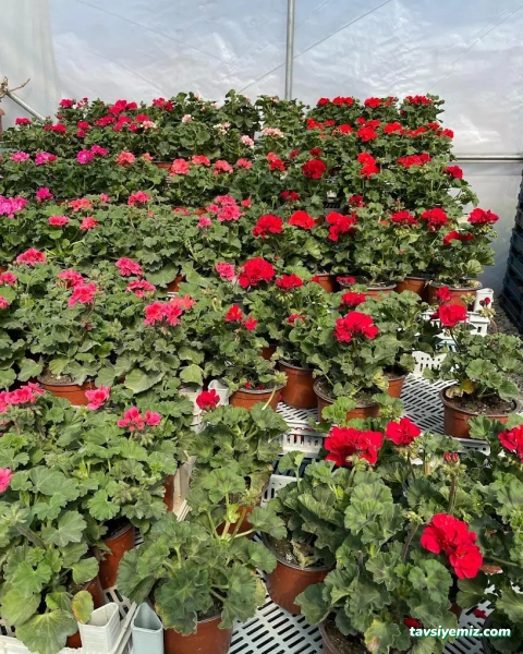 Erkam Peyzaj & Süs Bitkileri