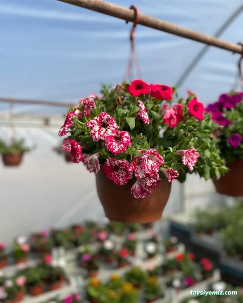 Erkam Peyzaj & Süs Bitkileri