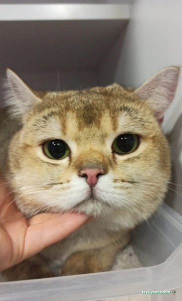 Eryaman Veteriner Hastanesi