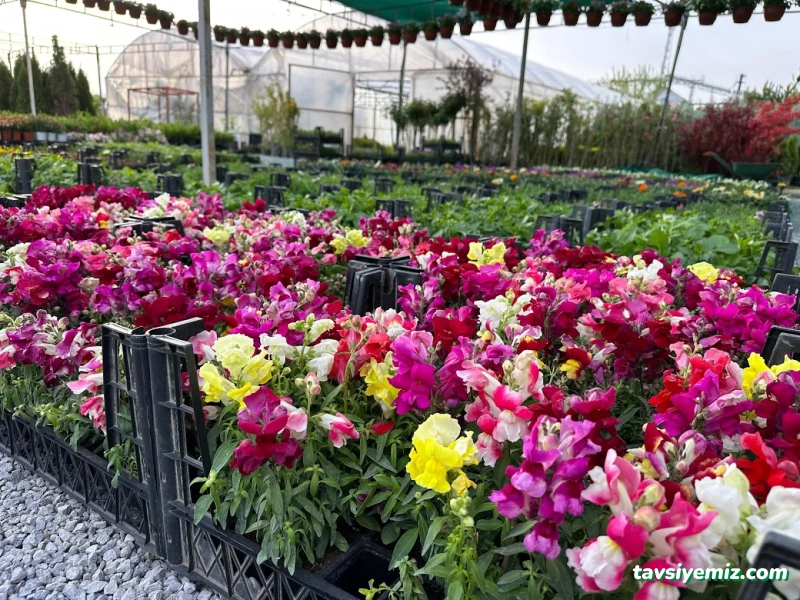 Erzincan Peyzaj Fidancılık