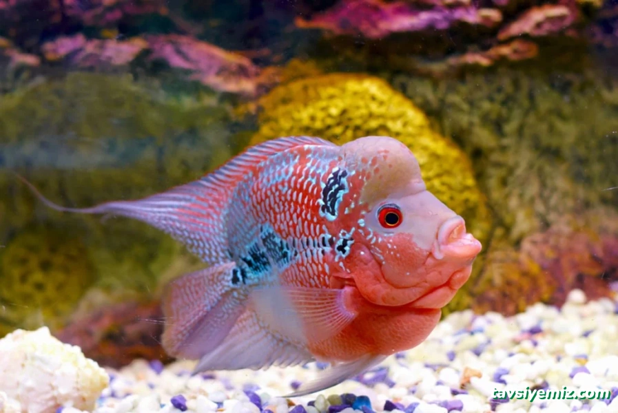 Eskişehir Akvaryum Dünyası