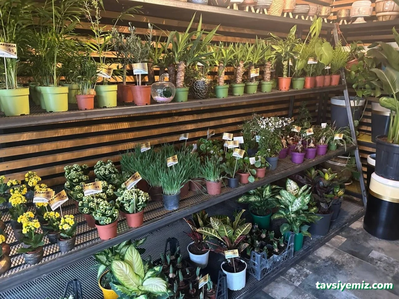 Eskişehir Hanedan Peyzaj