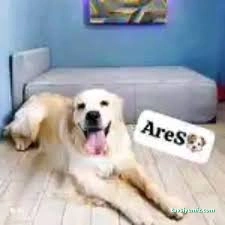 Expo Pet Otel Antalya