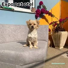Expo Pet Otel Antalya