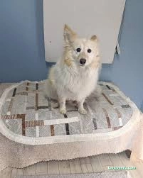 Expo Pet Otel Antalya