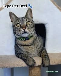 Expo Pet Otel Antalya