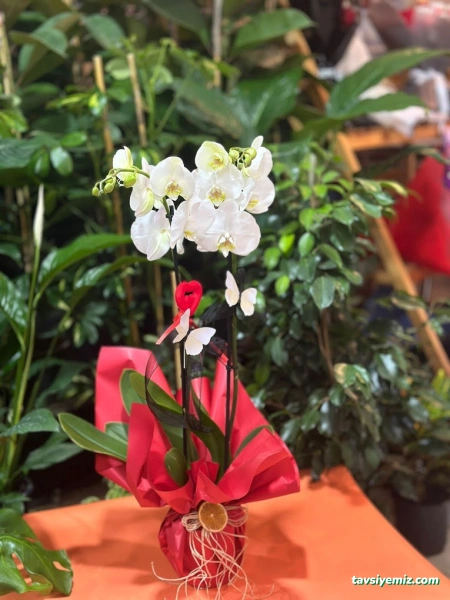 Ezel Çiçekçilik & Çikolata