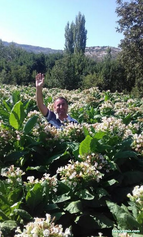 Diyar Nargile Tütün Tobacco Shop