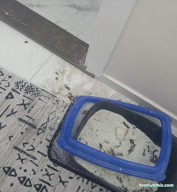 Manisa Güntekin Temizlik Hizmetleri