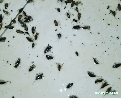 Ünal İlaç İlaçlama