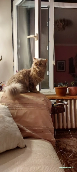 Fi Veteriner Kliniği