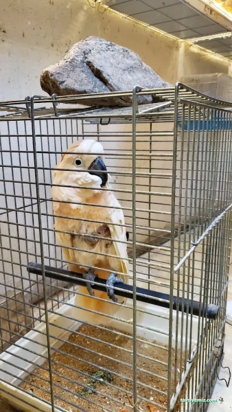 Flora Petshop Ve Akvaryum