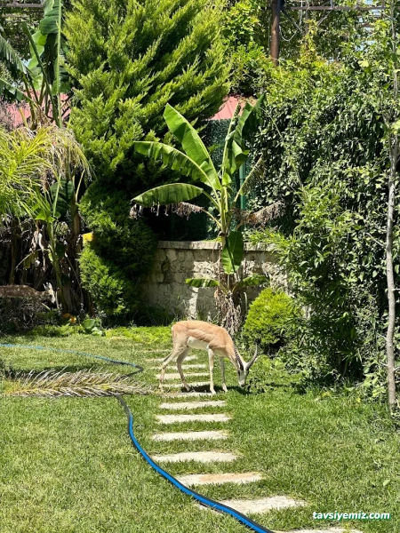 Floria Garden Peyzaj Ve Çiçekçilik