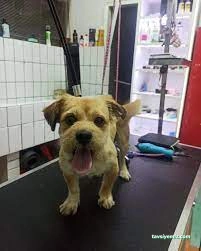 Galaksi Pet Shop & Kuaför