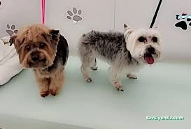 Galaksi Pet Shop & Kuaför