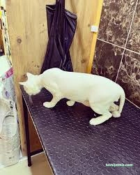 Galaksi Pet Shop & Kuaför