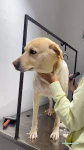 Galaksi Pet Shop & Kuaför