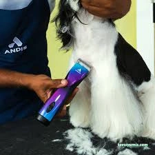 Galaksi Pet Shop & Kuaför