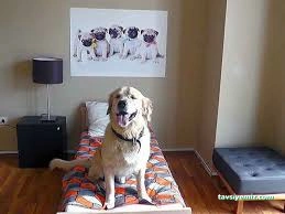 Gap-Vet Kedi Köpek Otel