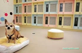 Gap-Vet Kedi Köpek Otel