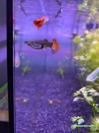 Garip Akvaryum