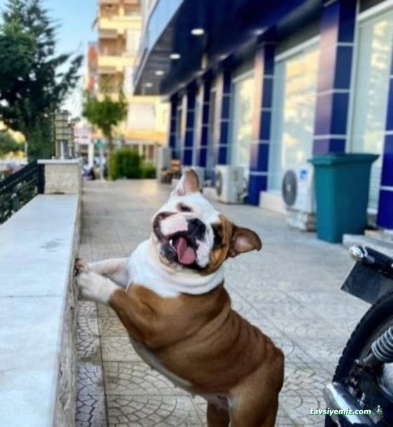 Gazi Veteriner Polikliniği