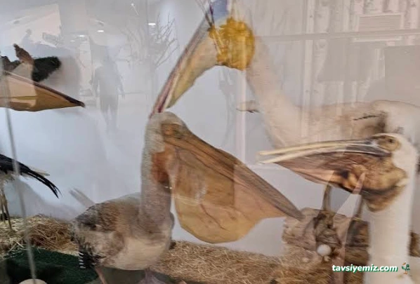 Gaziantep Büyükşehir Belediyesi Köpek Barınağı