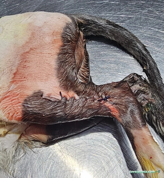 Gaziantep Veteriner Kliniği